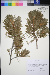 Pinus albicaulis image