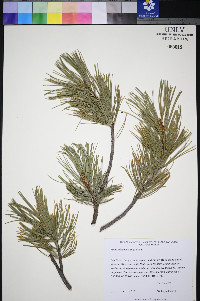 Pinus albicaulis image