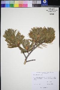 Pinus albicaulis image