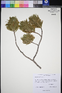 Pinus albicaulis image
