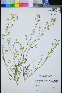 Lepidium montanum image