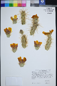 Cylindropuntia acanthocarpa image