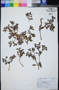 Phacelia monoensis image