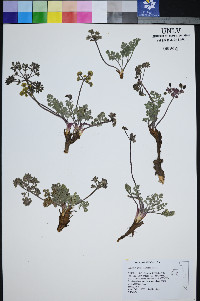 Lomatium ravenii image