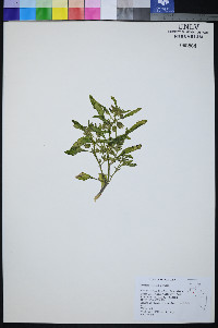 Oryctes nevadensis image