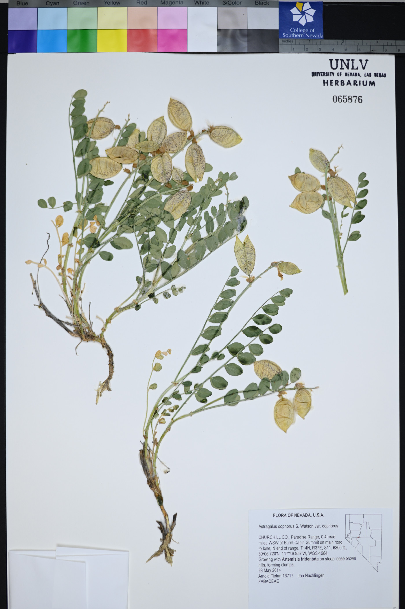Astragalus oophorus image