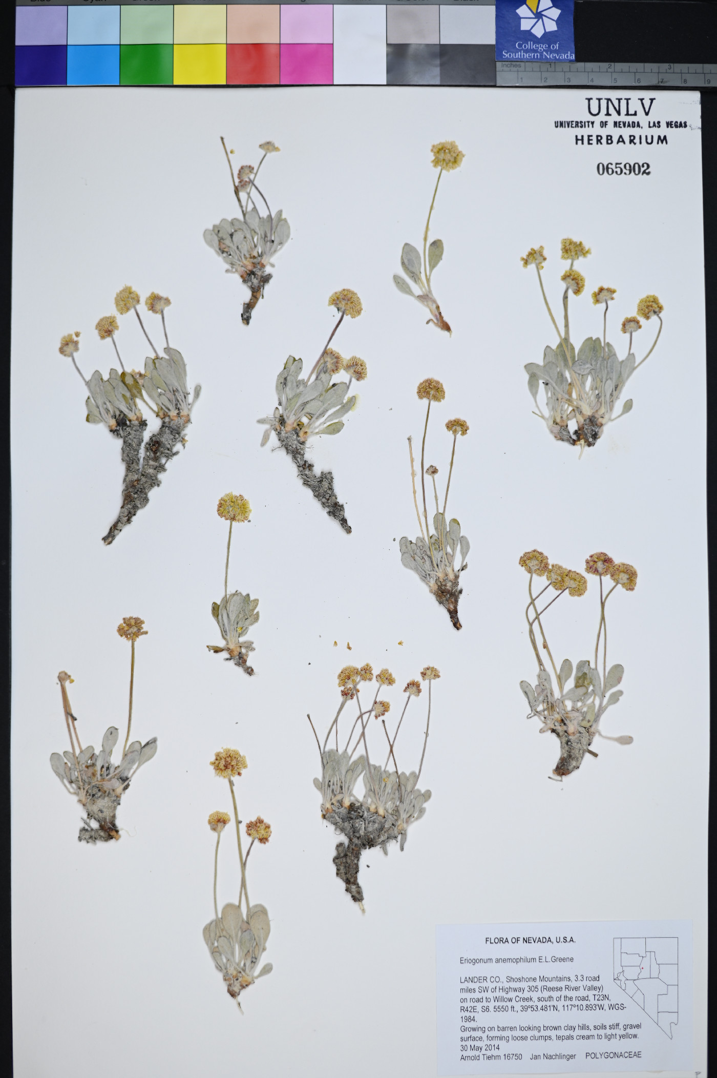 Eriogonum anemophilum image