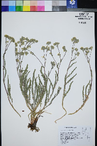 Ivesia aperta var. canina image