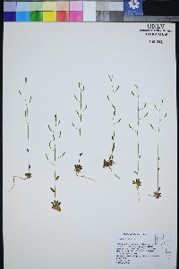 Draba albertina image