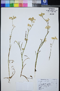 Perideridia lemmonii image