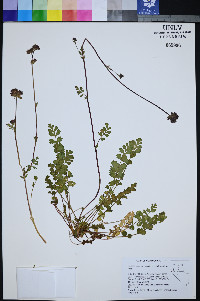 Horkelia fusca image