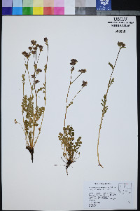 Horkelia fusca var. pseudocapitata image
