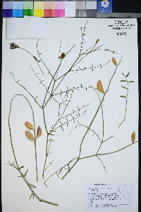 Astragalus serenoi image