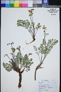Lomatium foeniculaceum image