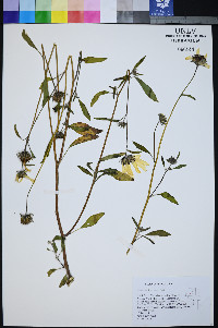 Helianthus deserticola image