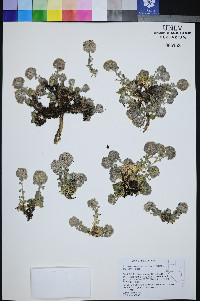 Ipomopsis congesta image
