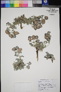 Astragalus austiniae image