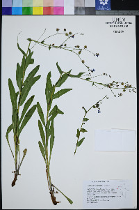 Hackelia nervosa image