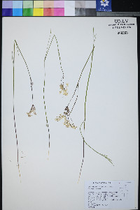 Perideridia lemmonii image