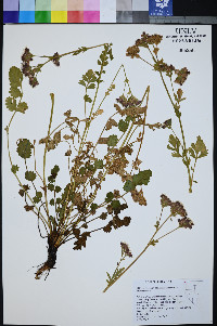 Horkelia fusca var. pseudocapitata image