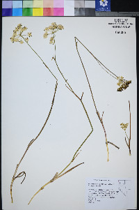 Perideridia lemmonii image