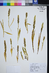 Spiranthes porrifolia image