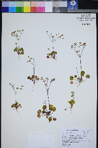Eriogonum rubricaule image