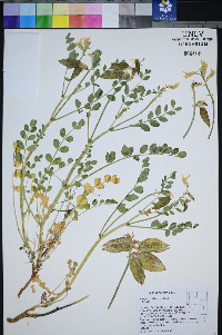 Astragalus oophorus image
