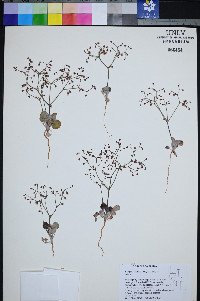 Eriogonum nutans image