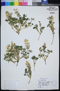 Lupinus malacophyllus image