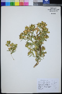 Mentzelia candelariae image