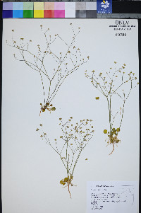 Eriogonum rubricaule image
