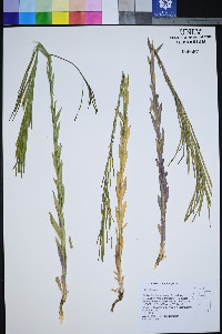 Turritis glabra image