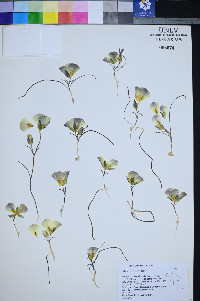 Calochortus leichtlinii image
