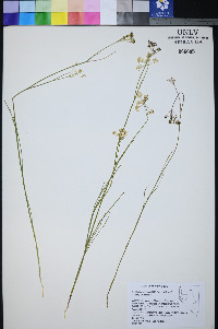 Perideridia lemmonii image