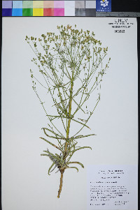 Frasera albomarginata image