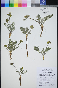 Lomatium foeniculaceum subsp. macdougalii image