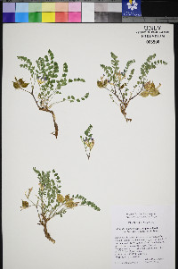 Astragalus lentiginosus var. latus image