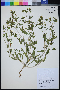 Mentzelia affinis image