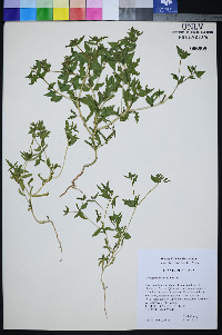 Mentzelia affinis image