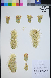 Cylindropuntia bigelovii image