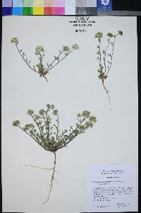 Ipomopsis congesta subsp. congesta image
