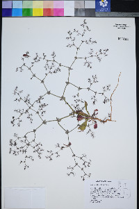 Oxytheca watsonii image