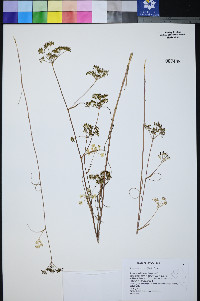 Perideridia gairdneri subsp. borealis image