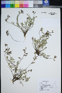 Astragalus salmonis image