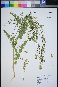 Astragalus porrectus image