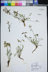 Astragalus salmonis image