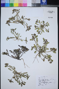 Phacelia inundata image
