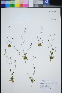 Draba albertina image