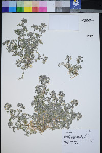 Astragalus tiehmii image